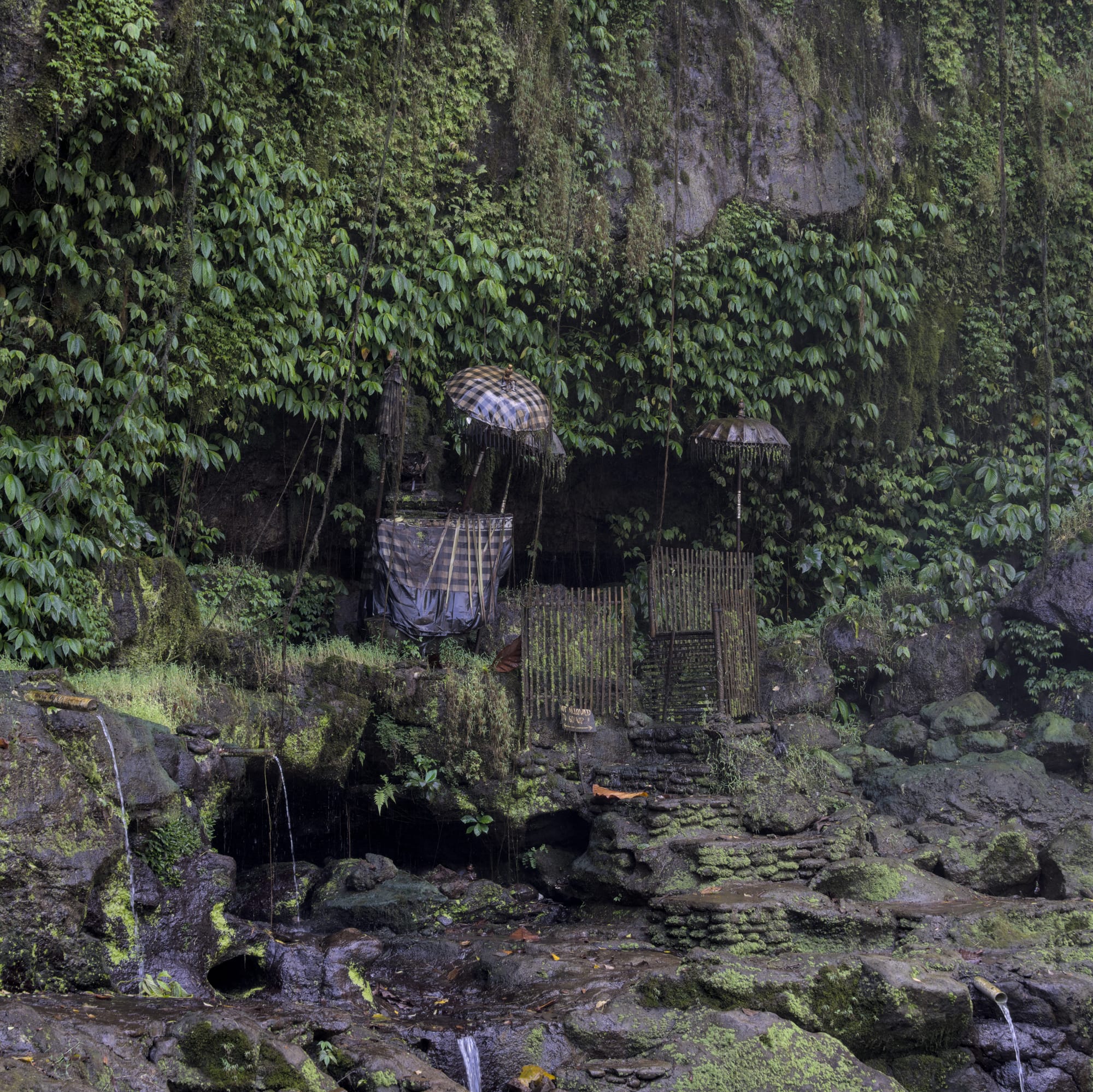 Hunting in Ubud