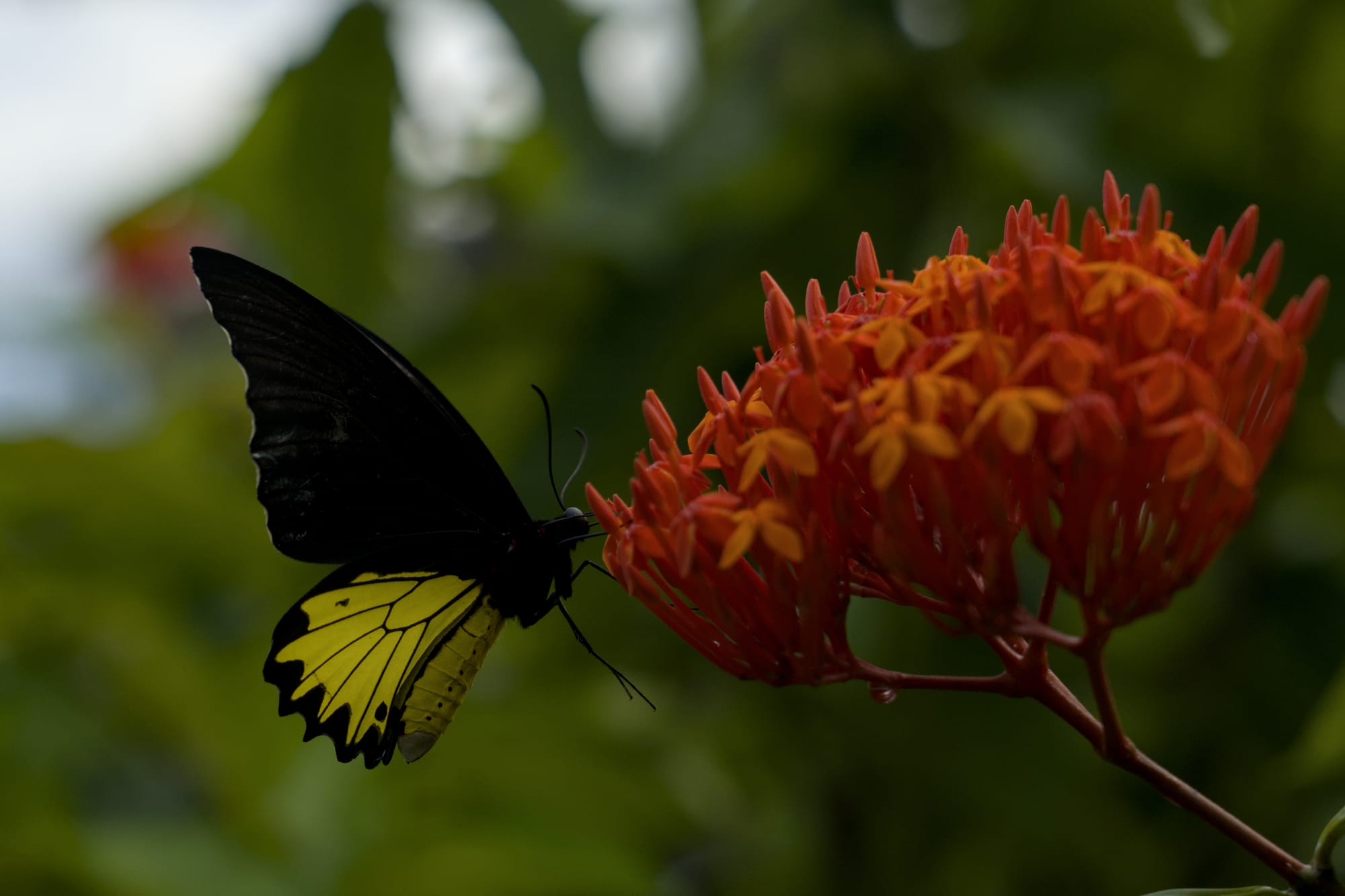 Hunting in Ubud