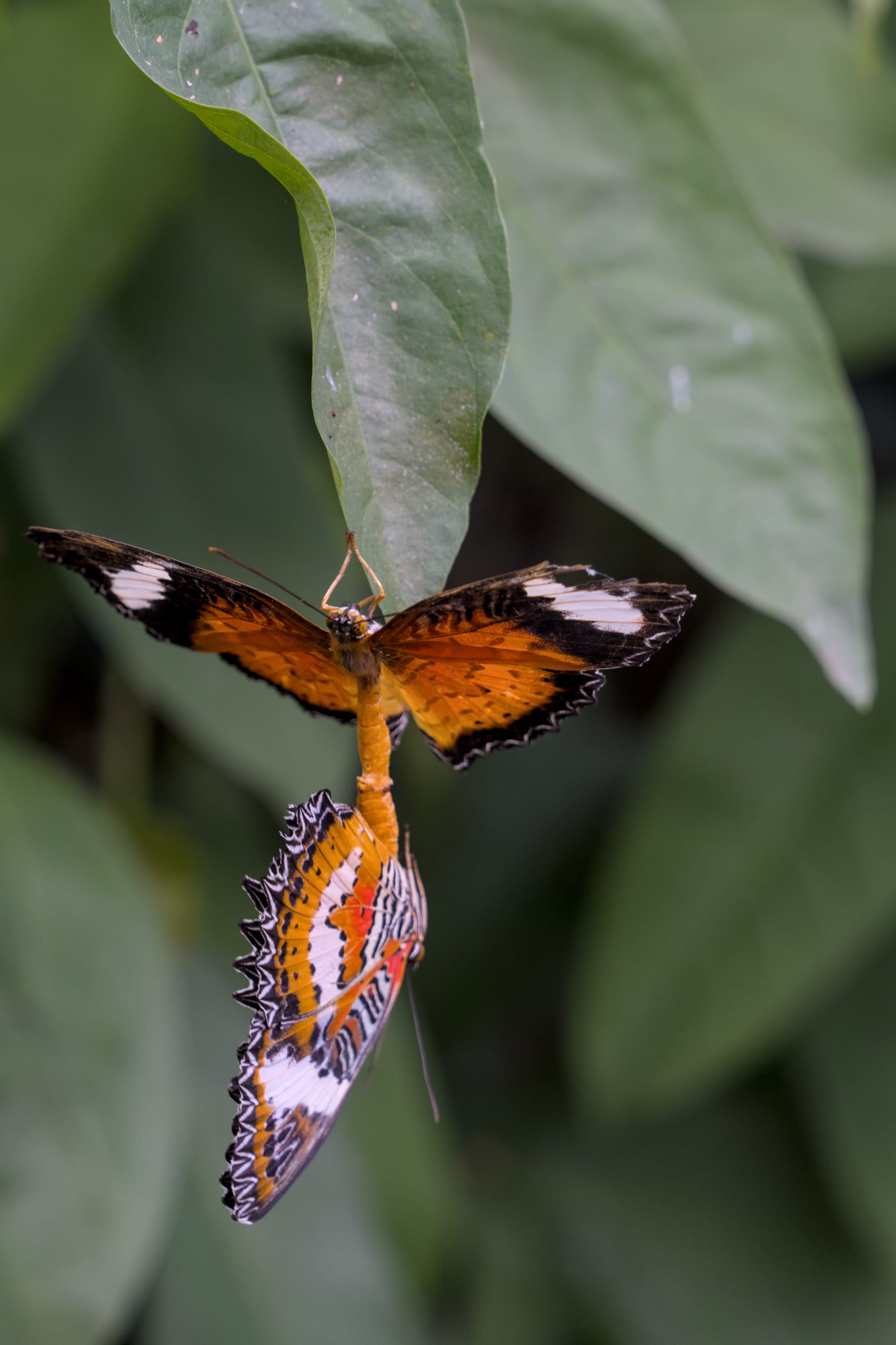 Hunting in Ubud