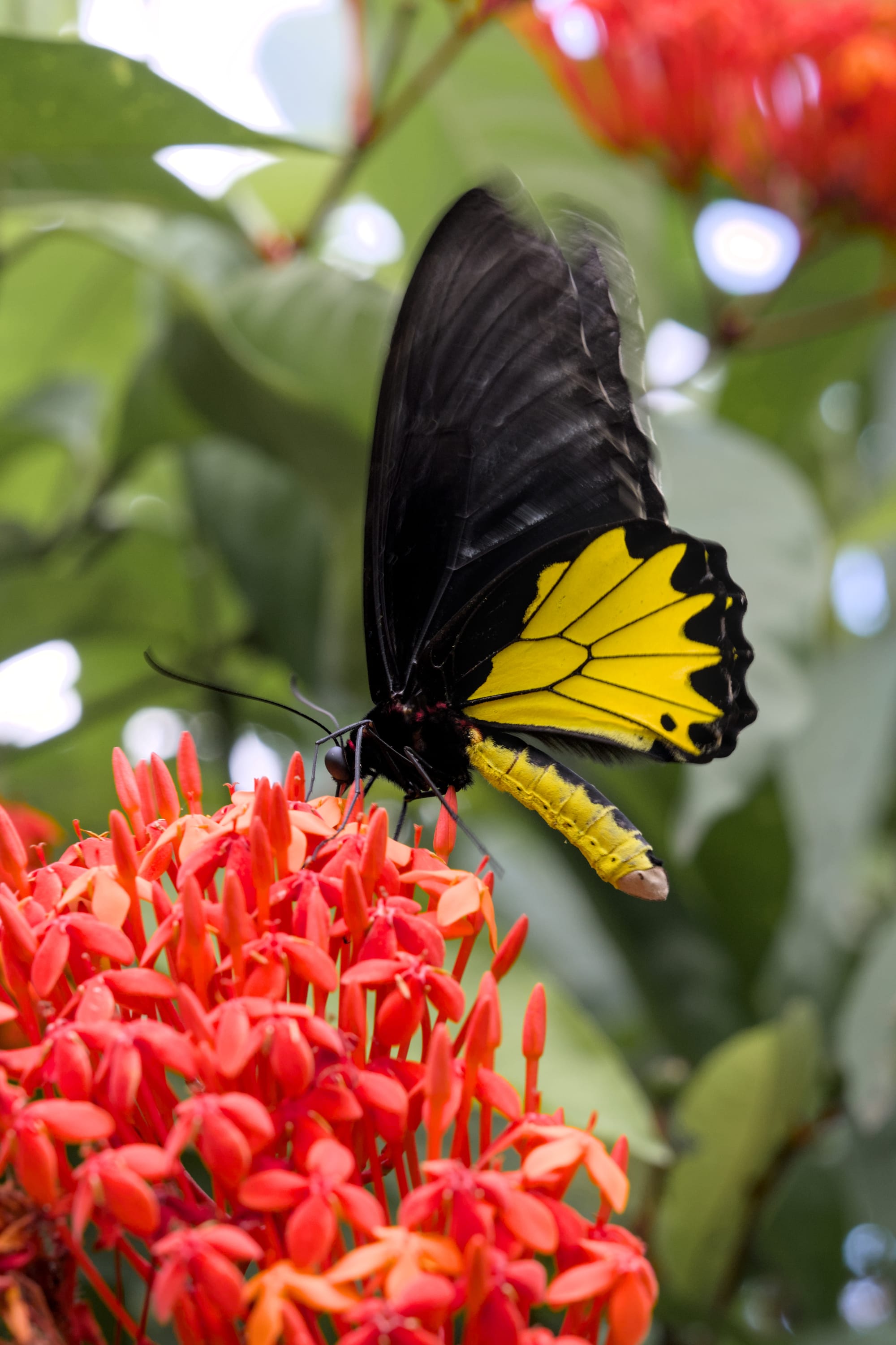 Hunting in Ubud