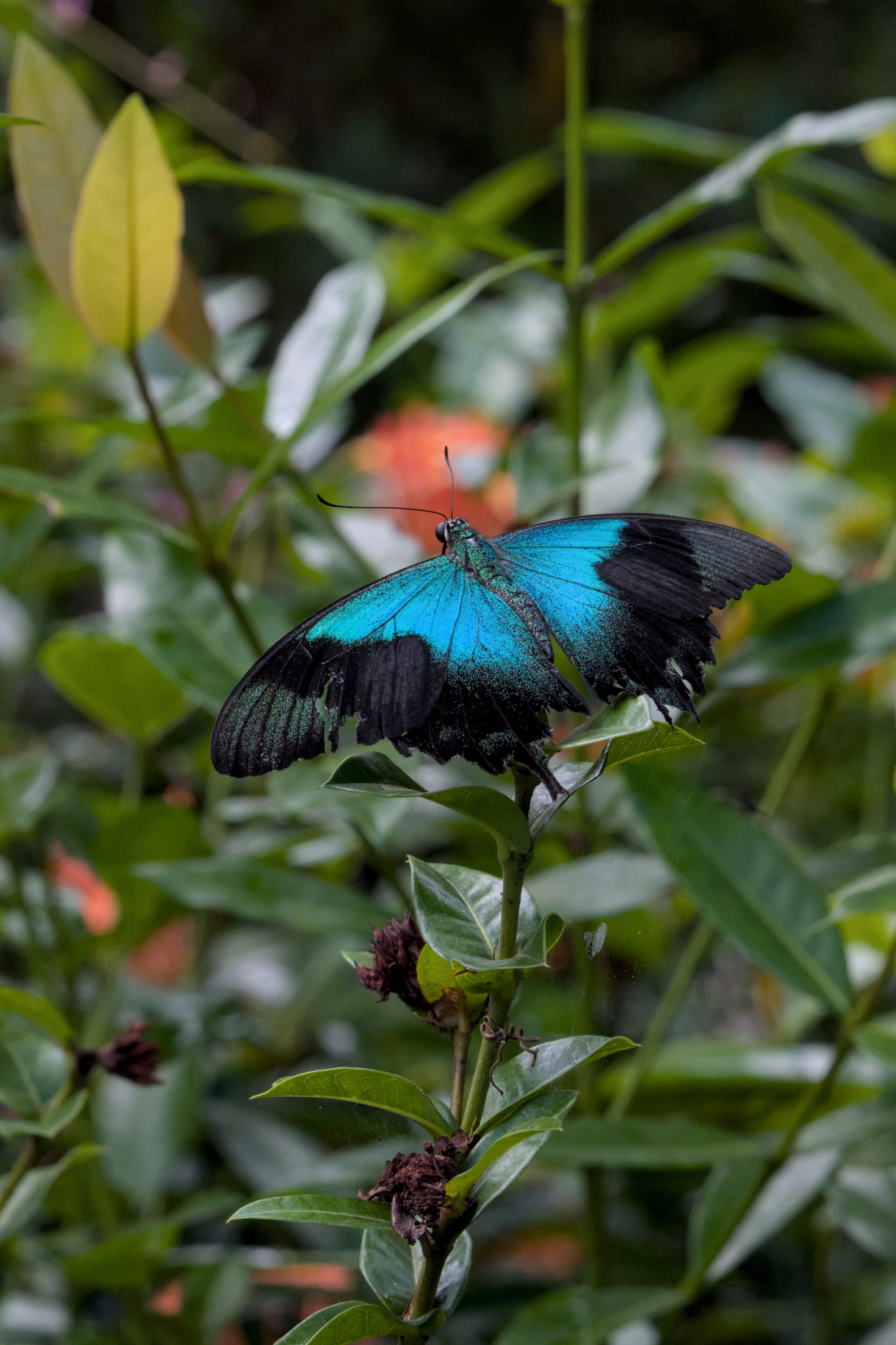 Hunting in Ubud