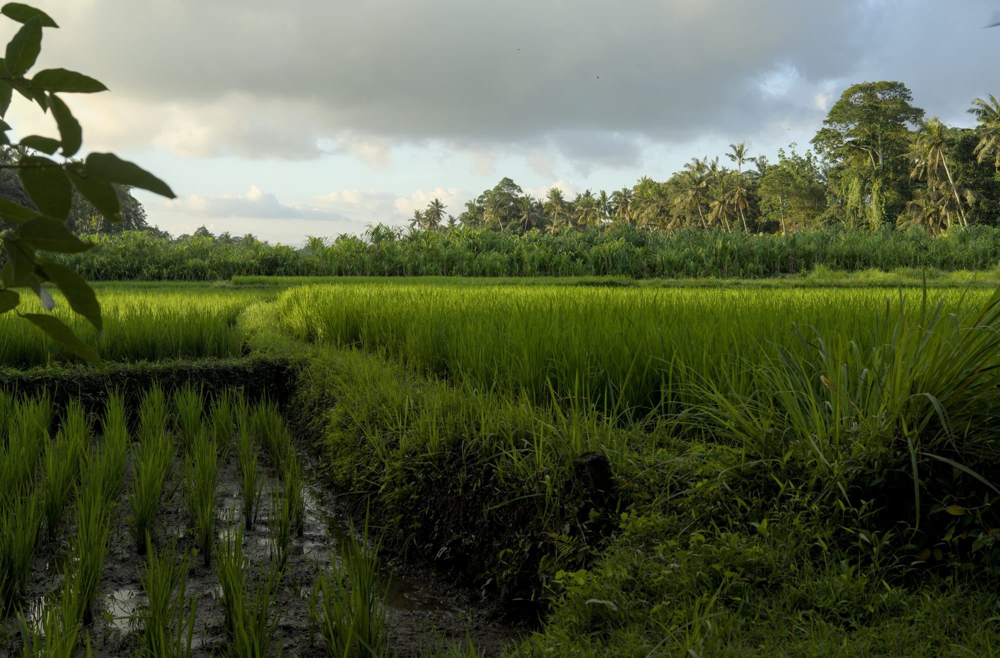 Rice patty in the back of our villa.