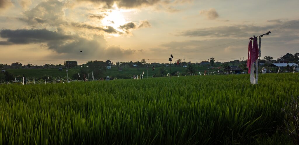 Exploring Bali